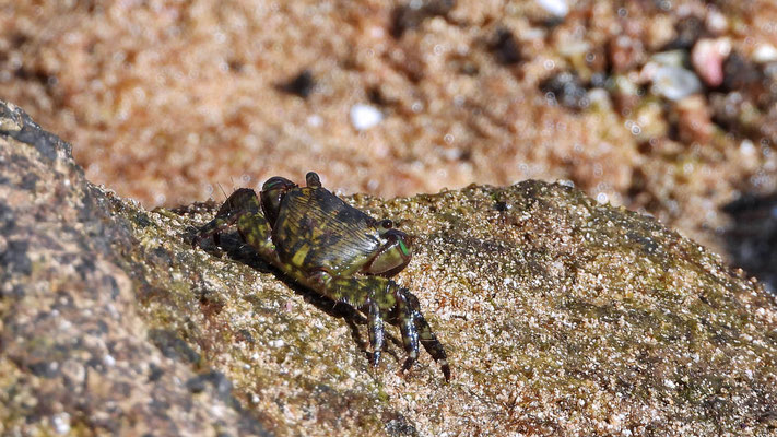 Junge Krabbe (Pachygrapsus marmoratus) beim Algen abweiden.