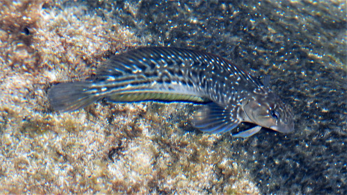 Schleimfisch (Parablennius parvicornis) beim Algen abgrasen.