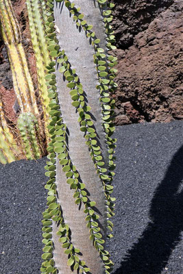 Jardin de Cactus - Alluandia procera aus Madagaskar.