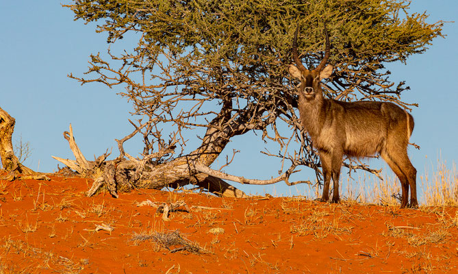 Kalahari, Namibia 2018