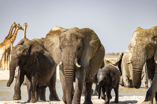 Etosha NP, Namibia 2025