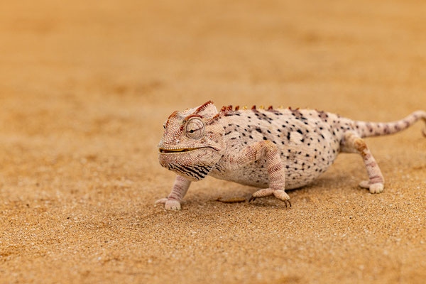 Little Five Safari, Swakopmund, Namibia 2025