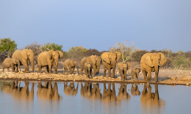 Etosha NP, Namibia 2018
