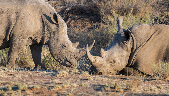 Gocheganas Nature Reserve, Namibia 2018
