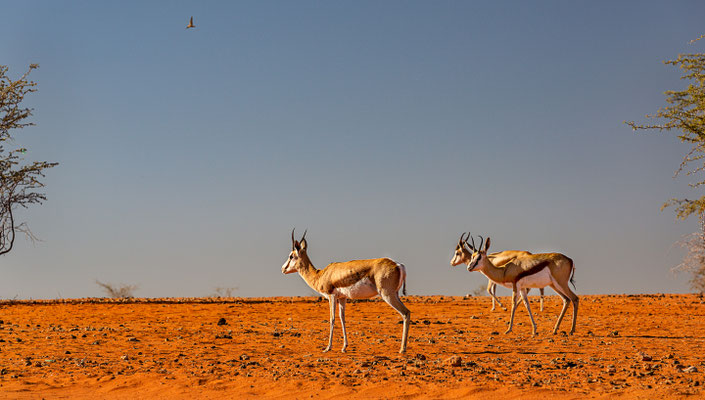 Kalahari, Namibia 2018