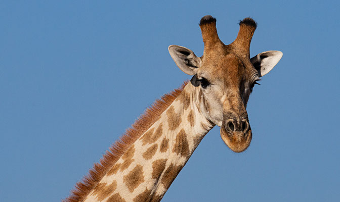 Etosha NP, Namibia 2018
