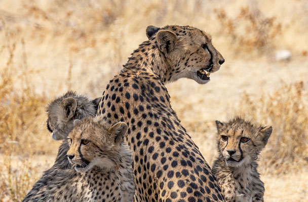 Etosha NP, Namibia 2018