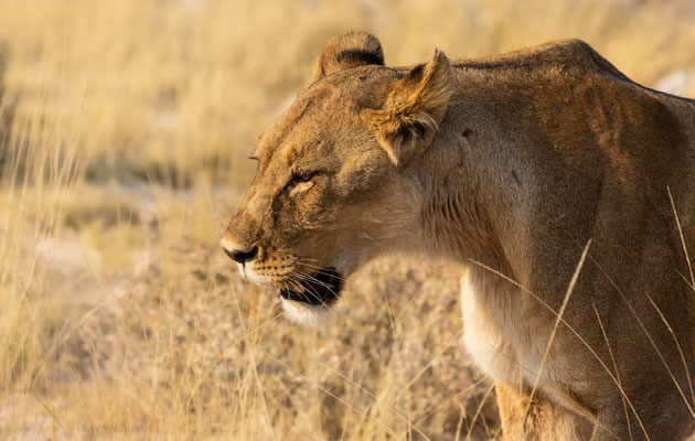 Etosha NP, Namibia 2018