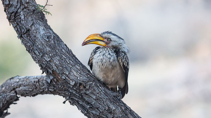 Namibia 2018