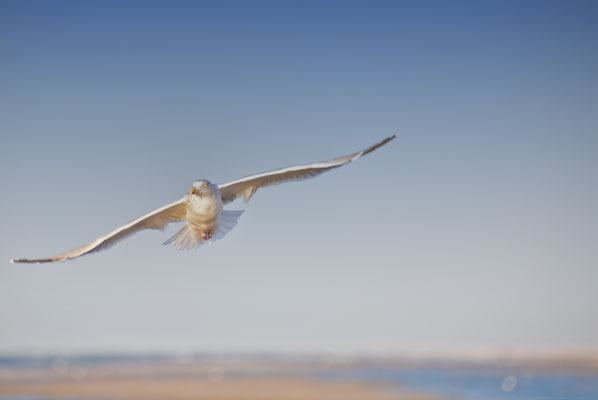 Texel, Netherlands, Seagull, 2014