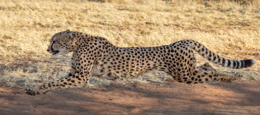 Cheetah Conservation Fund, Namibia 2025