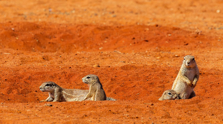 Kalahari, Namibia 2018