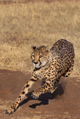 Cheetah Conservation Fund, Namibia 2025