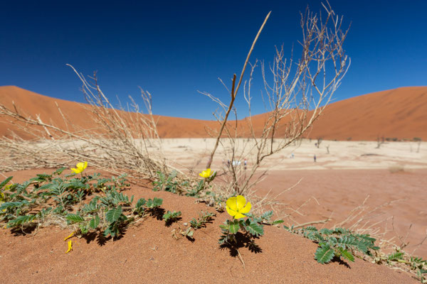 Sossusvlei, Namibia 2018