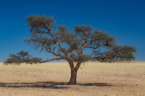 Sossusvlei, Namibia 2018