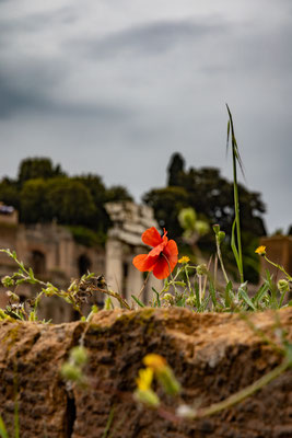 Foro Romano, Rome, 2023