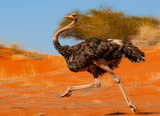 Kalahari, Namibia 2018