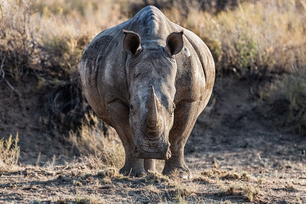 Etosha NP, Namibia 2018
