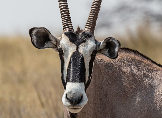 Etosha NP, Namibia 2018
