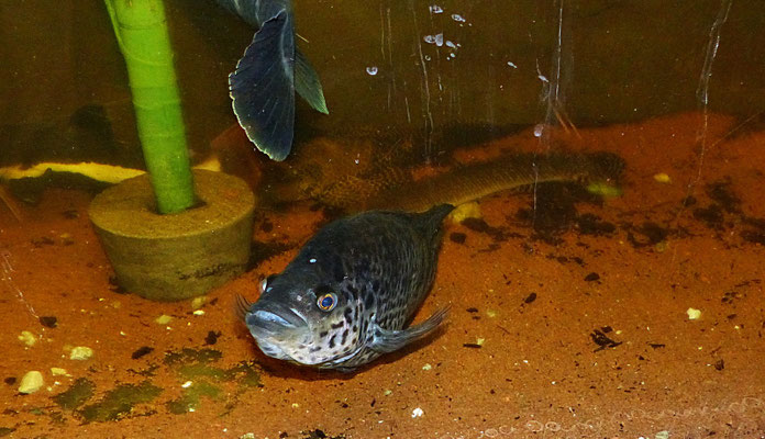Der Reptilienzoo in Füssen