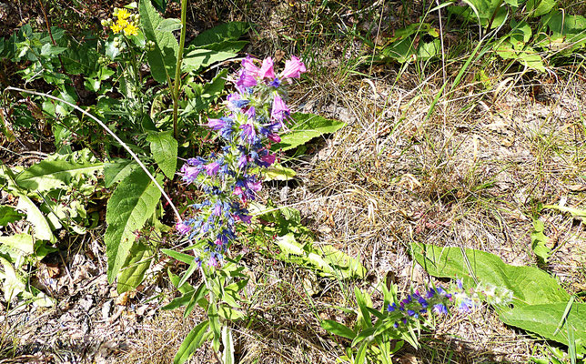 Natur in Böhmen