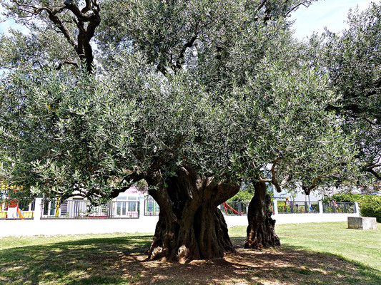 Der Olivenbaum Mastrinka
