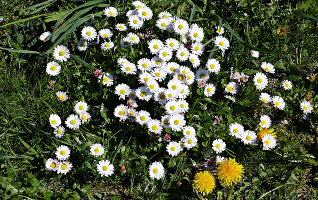 Herrliche Natur beim Lech