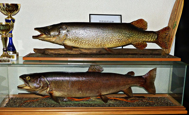 Fische