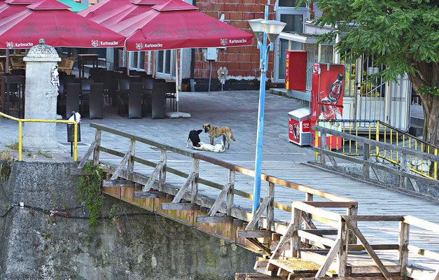 Straßenhunde in Bosanska Krupa