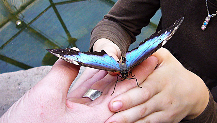 Schmetterlinge im Botanischen Garten Augsburg