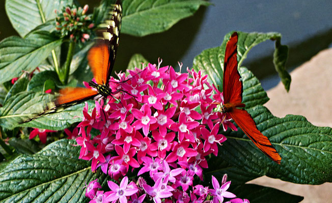 Schmetterlinge im Botanischen Garten Augsburg