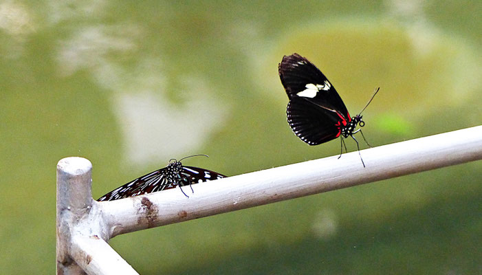 Schmetterlinge im Botanischen Garten Augsburg
