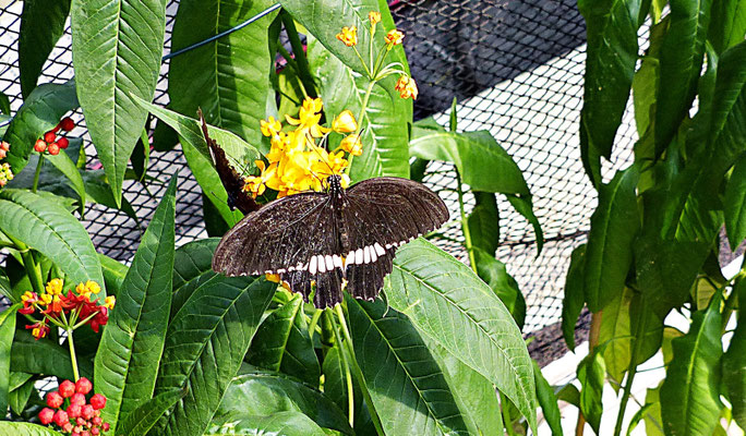 Schmetterlinge im Botanischen Garten Augsburg
