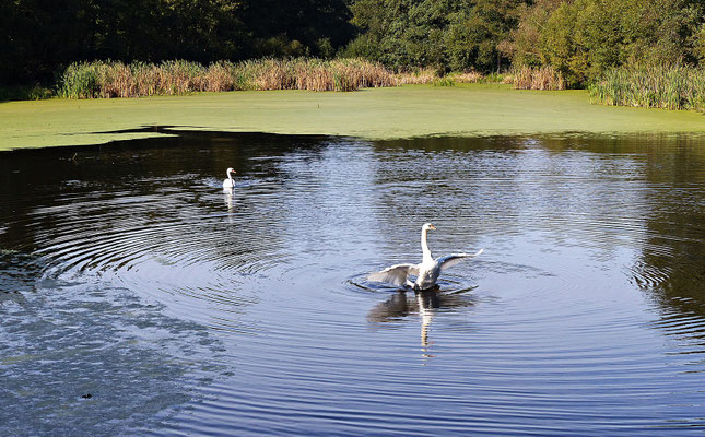 Schöner Teich in Brdo