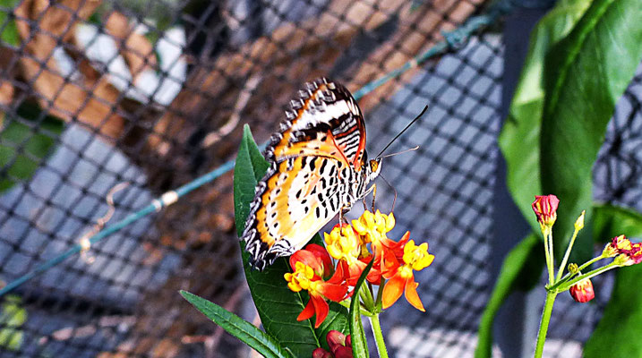 Schmetterlinge im Botanischen Garten Augsburg