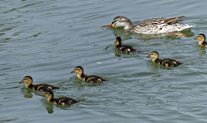 Herrliche Natur beim Lech