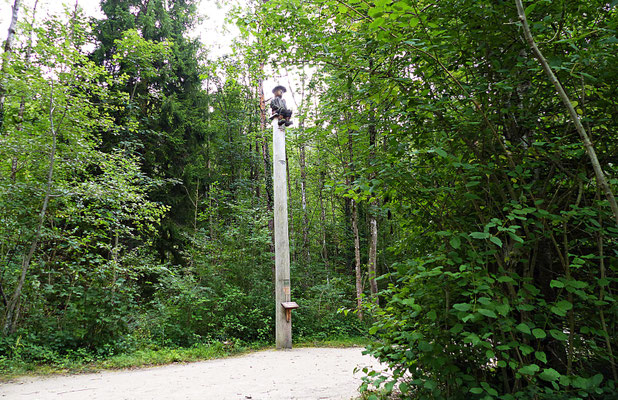 Der Baumwipfelpfad