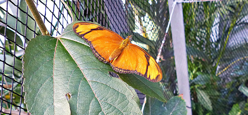 Schmetterlinge im Botanischen Garten Augsburg