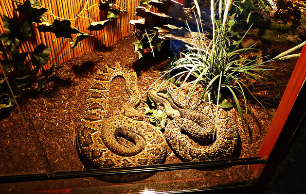 Die Schlangenwelt im Reptilienzoo