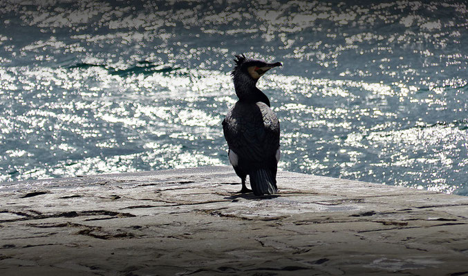 Kormoran