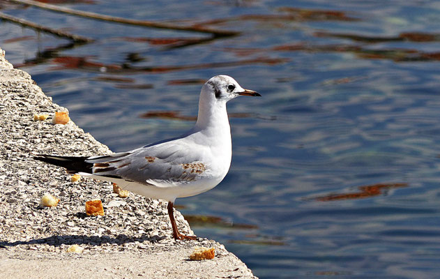 März 2019 in Kastel Stafilic