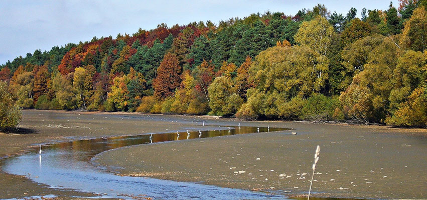Reiher warten aufs Essen