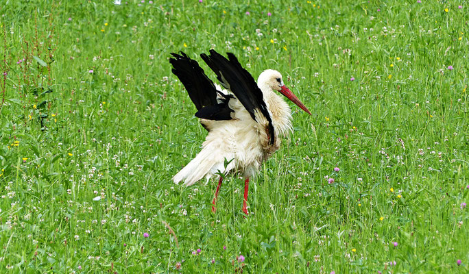 Storch im Gorski Kotar