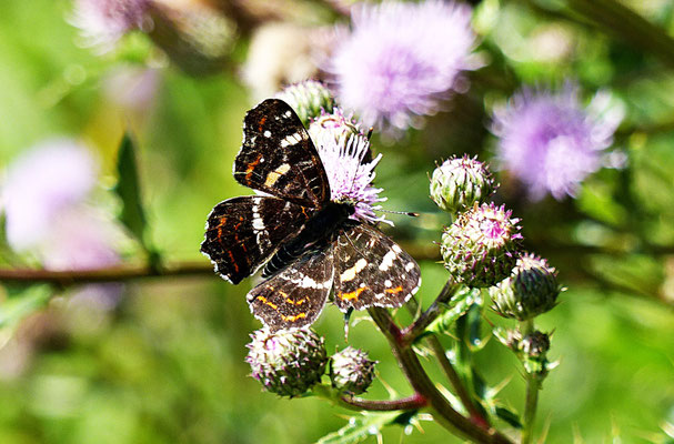 Die Natur beim Auerberg