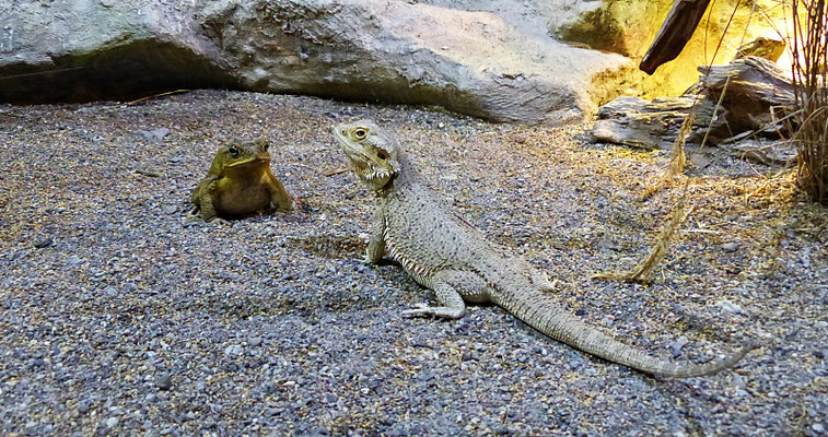 Der Reptilienzoo in Füssen