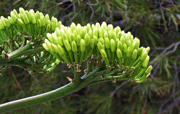 Blüte einer Agave