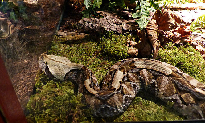 Die Schlangenwelt im Reptilienzoo