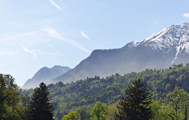 Fichtenblüte in den Bergen