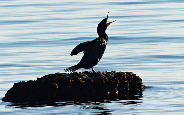 Kormoran