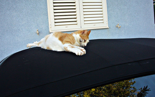 Der Hauskater im Haus Viersen liegt gerne auf dem Stoffdach meines Cabrios